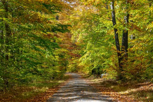 istock Road in the Autumn Forest 1306601253