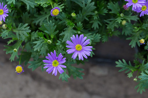 ornamental, long-leaf aster, gardening, butterflies, summer, magenta, outdoors, nature, leaf, sunny, daisy, floral, beautiful, bushy, color, asteraceae, purple, plant, botany, pink, autumn, garden, flower, decorative, aster, park, botanical, bloom, flora, beauty, colorful, october, alpine, background, the blossoming garden, unpretentious grassy plant, blue, autumn flowers, environment, close-up, outdoor, new york aster, new-belgian, violet, blossoming peak,Symphyotrichum,novibelgiiG.L.Nesom