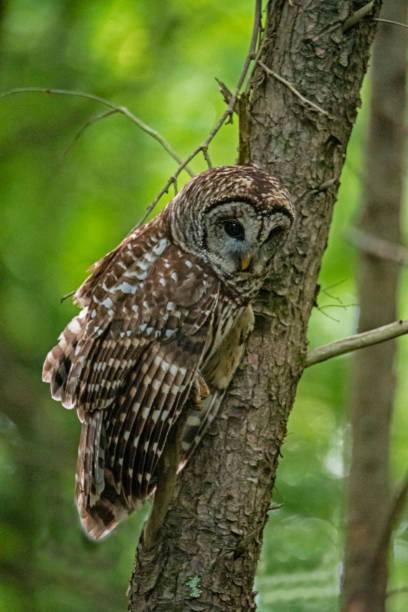 istock Barred Owl hangs to a limb on the side of a tree. 1306601408