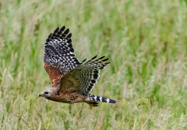 red-tailed hawk leci w powietrzu w cades cove. - giant perch zdjęcia i obrazy z banku zdjęć