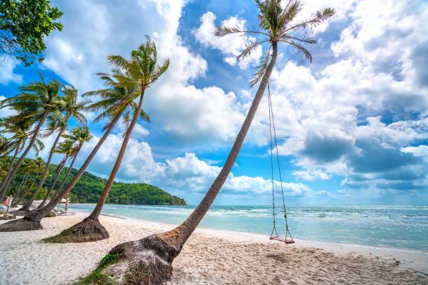 Swing attached to a palm tree in the idyllic Sao beach in Phu Quoc island stock photo
