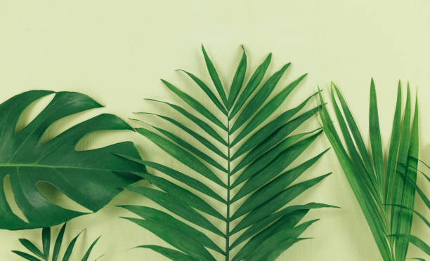 istock Tropical palm leaves on a pastel green background. Trendy tropical pattern.  Flat lay. Summer, vacation, holidays concept. 1306603012