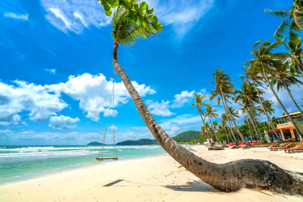Swing attached to a palm tree in the idyllic Sao beach in Phu Quoc island stock photo