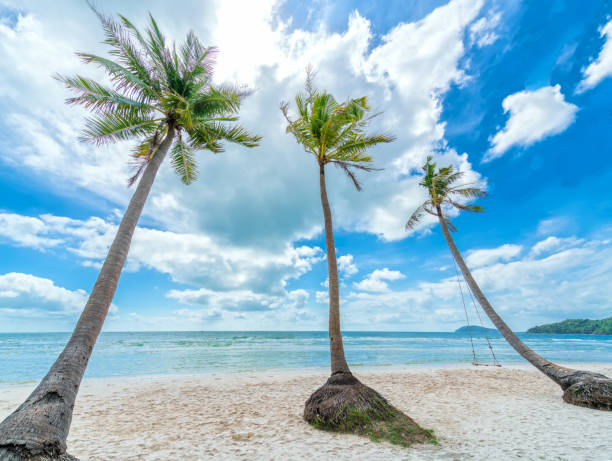 istock Seascape with tropical palms on beautiful Sao sandy beach 1306603025