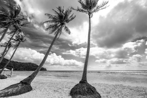 istock Seascape with tropical palms on beautiful Sao sandy beach 1306603027