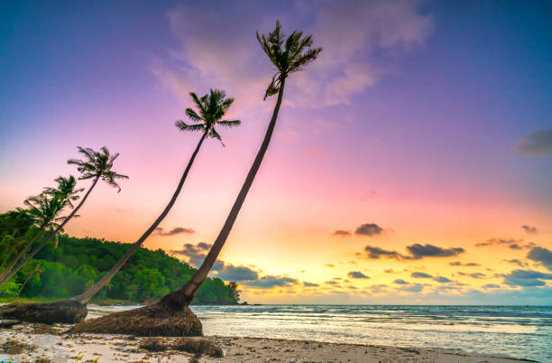 istock Dawn on a deserted beach with beautiful leaning coconut trees facing the sea 1306603061