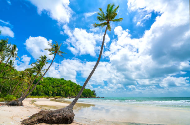 Seascape with tropical palms on beautiful Sao sandy beach in Phu Quoc island, Vietnam