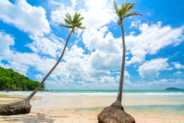 istock Seascape with tropical palms on beautiful Sao sandy beach 1306603153