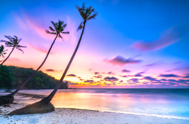 istock Dawn on a deserted beach with beautiful leaning coconut trees facing the sea 1306603214