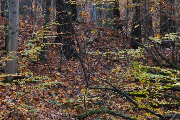 istock Impenetrable European forest in autumn. 1306603218