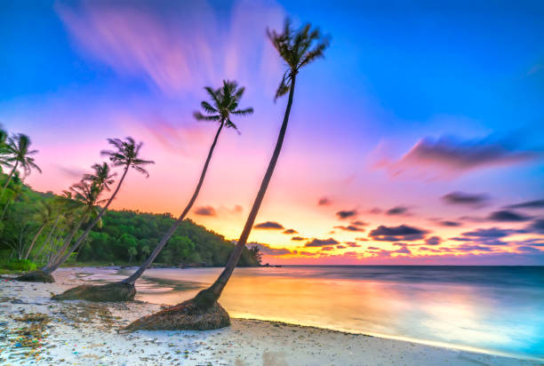 istock Dawn on a deserted beach with beautiful leaning coconut trees facing the sea 1306603238