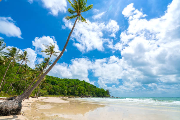 istock Seascape with tropical palms on beautiful Sao sandy beach 1306603239