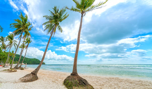 istock Seascape with tropical palms on beautiful Sao sandy beach 1306603247
