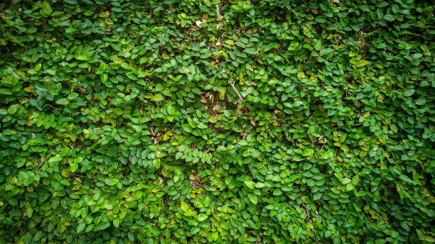 istock the green leaves 1306605671