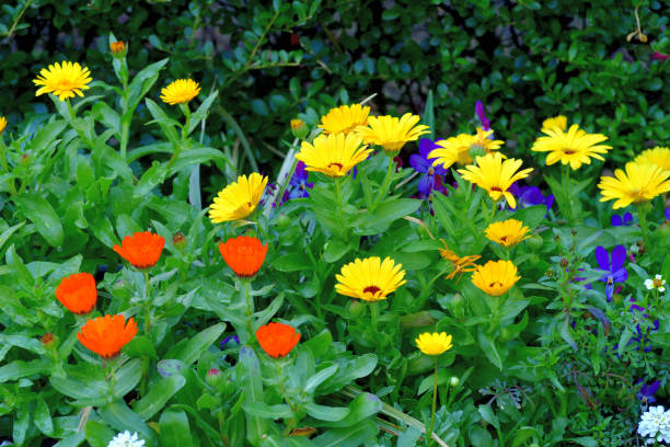 istock Osteospermum flowers / African daisy / Cape daisy: Hybrid 1306605707