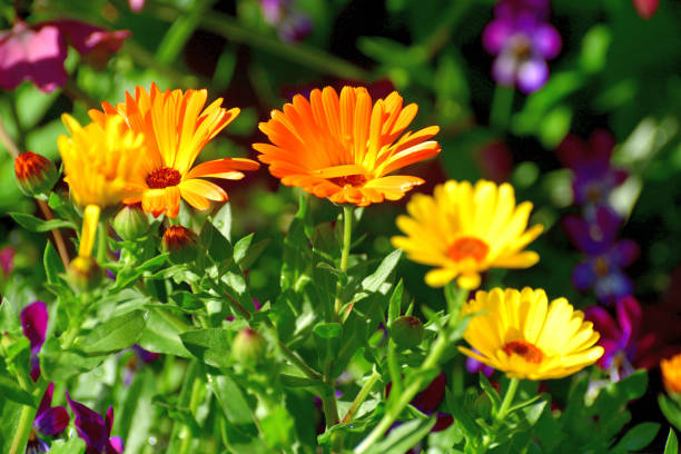 istock Osteospermum flowers / African daisy / Cape daisy: Hybrid 1306605708