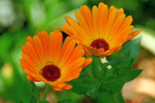Osteospermum flowers, also known as African daisy, Blue-eyed daisy or Cape marigold, come in many colors from white, yellow, pink, purple and orange, with single or multi-colored centers and petals that can be double, fringed or spoon shaped. It is a member of the daisy family (Asteracea) and a long-lasting bloom from mid-January to May and from mid-September to mid-November. \nOsteospermum flowers, which are popular in Japan, are cultivated varieties to improve the number of colors as well as longer blooming period. They are perennial.