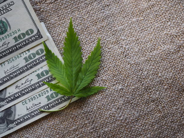 istock business hemp concept. cannabis cloth and dollars. 1306605870