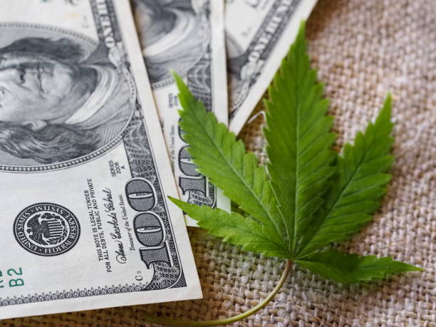 istock business hemp concept. cannabis cloth and dollars. 1306605872