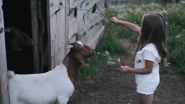 istock Child feeding a little white goat at the farm 1306606510