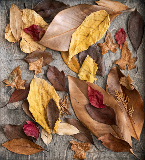 istock Colorful dried leaves texture in frame 1306607889