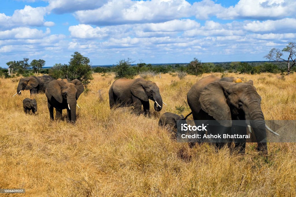 An elephant family walking at Kruger National Park Family Stock Photo