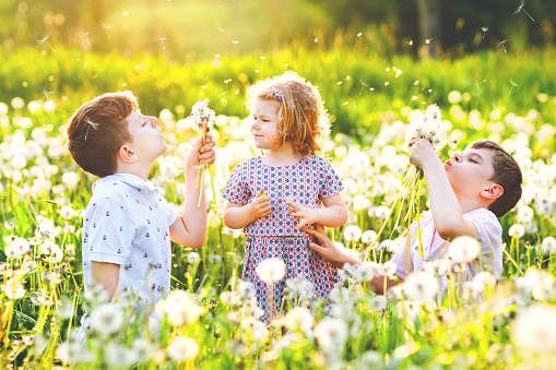 Two kids boys and little baby girl blowing on a dandelion flowers on the nature in the summer. Happy healthy toddler and school children with blowballs, having fun. Family of three love, together.