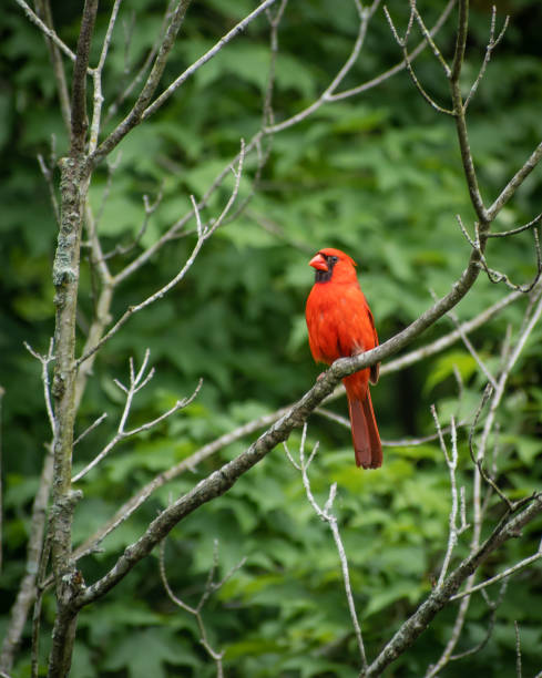 istock Northern Cardinal sitting on a tree branch 1306609034