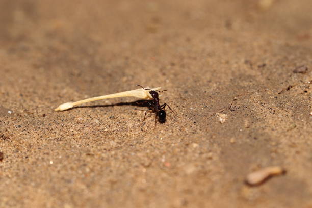 istock Carrying a black big ant dry leaf 1306610257