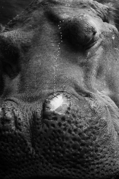 istock Hippopotamus Taking an Underwater Nap 1306610852