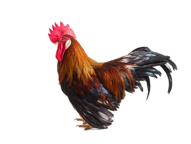 istock brown rooster isolated on white 1306611165