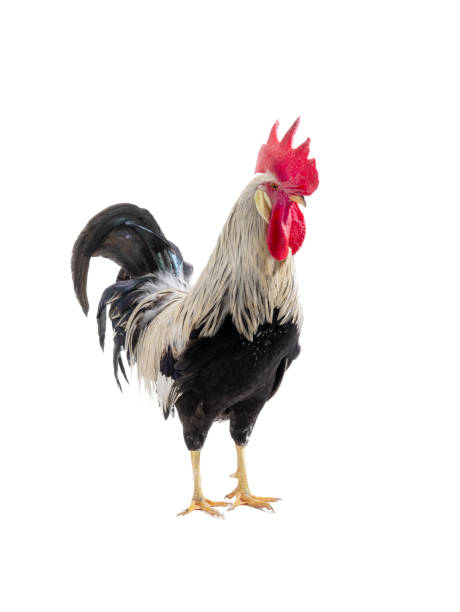 istock gray rooster isolated on white b 1306611713