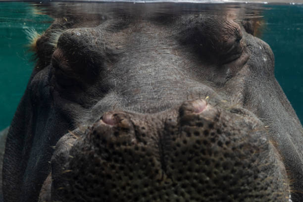 A hippopotamus takes a nap underwater on March 9, 2021, at the Saint Louis Zoo.