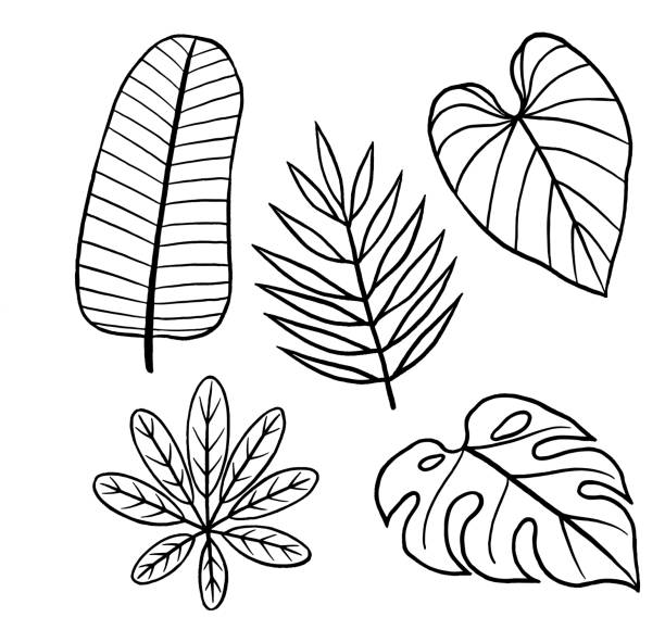 Tropical Leaves Drawing Vector illustration of Tropical leaves. drawing of the hawaii islands stock illustrations