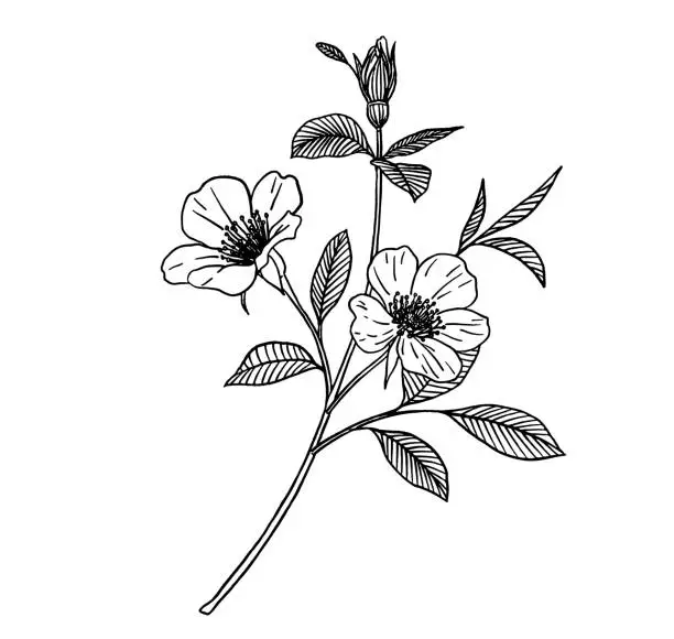 Vector illustration of Hand Drawn Flowers