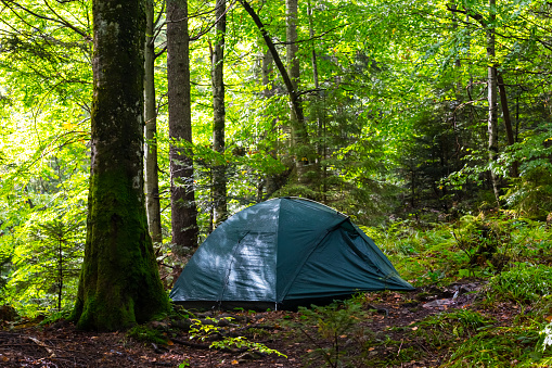 touristic camp in a green forest