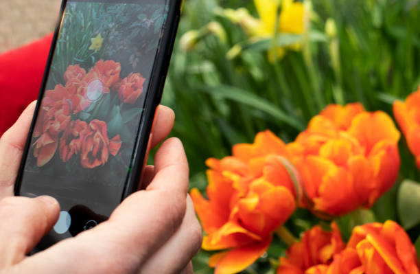 istock orange flowers tulips close up 1306615255