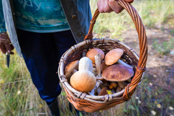 istock Wicker straw basket filled with mushrooms 1306615367