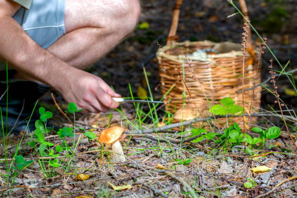 istock A man's hand cuts a boletus mushroom 1306615384