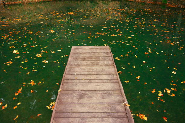Wood planked gangway under calm water with fallen leaves. Autumnal landscape.