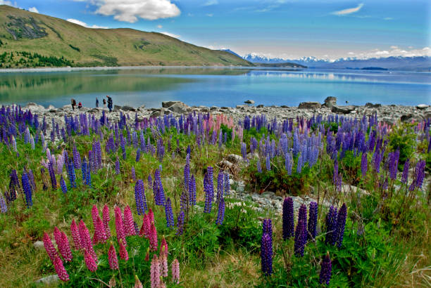 istock Wellington New Zealand 1306616430