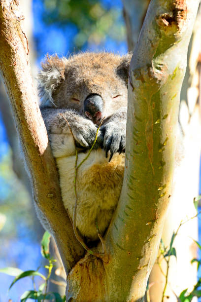 Sleeping Australian native Koala close up