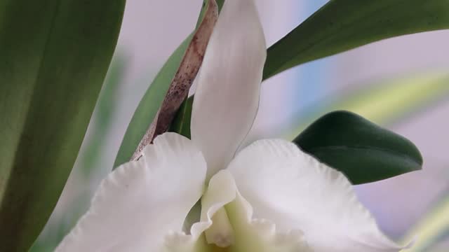 Beautiful white cattleya orchid in natural light background