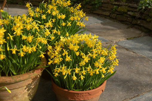 Narcissus Tete a Tete are a Dwarf Variety of Daffodil