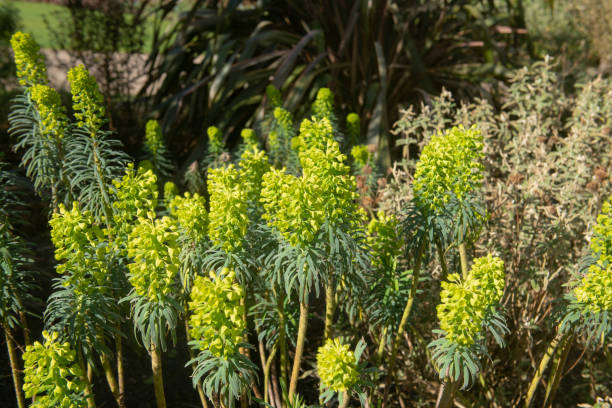 Spring Flower Head of a Mediterranean Spurge Shrub (Euphorbia characias subsp. Wulfenii) Growing in a Country Cottage Garden in Rural Devon, England, UK Euphorbia characias is a Flowering Plant Native to the Mediterranean euphorbia characias stock pictures, royalty-free photos & images