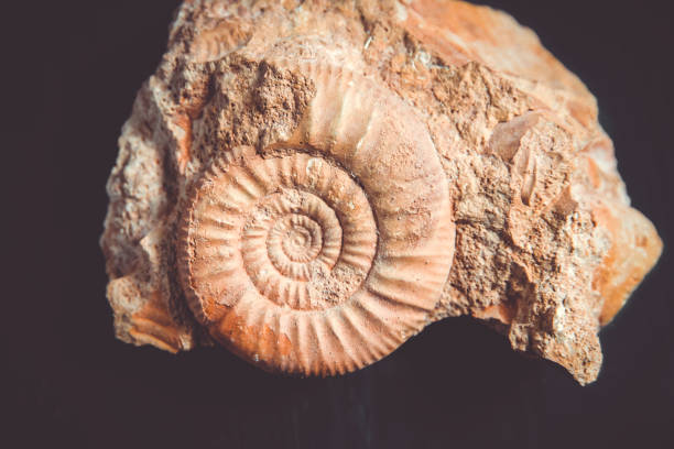 istock Ammonite fossil isolated on a black background 1306617423