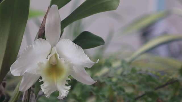 Beautiful white cattleya orchid in natural light background