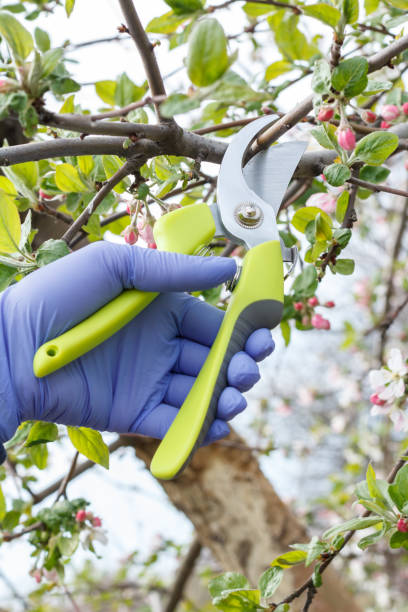 istock Farmer with a pruner shears the tips of an apple tree. 1306618652