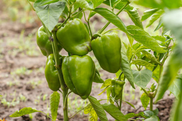 pimientos creciendo sobre arbustos en el jardín. pimienta búlgara o dulce - pepper bell pepper growth ripe fotografías e imágenes de stock