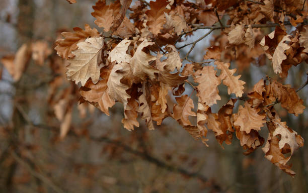 istock Close up of wilted leaves on tree 1306620820